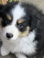Happy, a male Miniature American Shepherd for sale in Maumelle, AR – 4 of 6