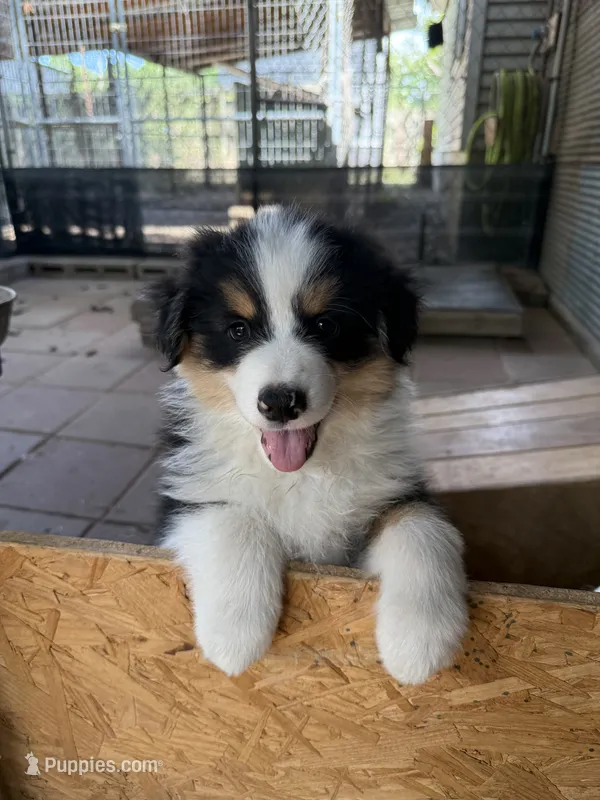 Happy – Miniature American Shepherd puppy for sale in Maumelle, AR