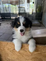 Happy, a male Miniature American Shepherd for sale in Maumelle, AR – 6 of 6