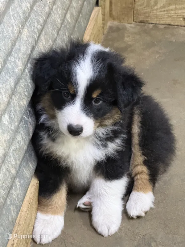 Dopey – Miniature American Shepherd puppy for sale in Maumelle, AR