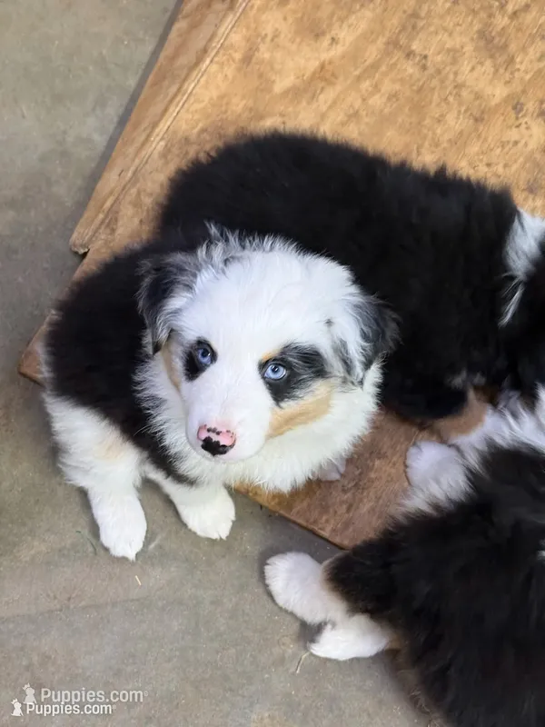 Deacon – Miniature American Shepherd puppy for sale in Maumelle, AR