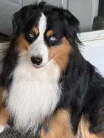 Happy, a male Miniature American Shepherd for sale in Maumelle, AR – 5 of 6