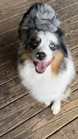 Happy, a male Miniature American Shepherd for sale in Maumelle, AR – 3 of 6