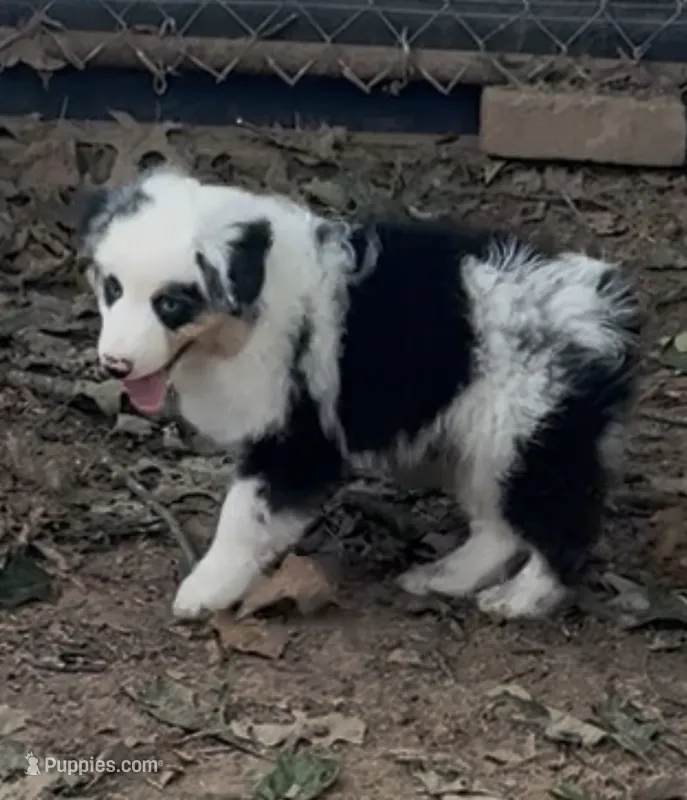 Deacon – Miniature American Shepherd puppy for sale in Maumelle, AR