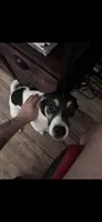 River, a male Jack Russell Terrier and Bluetick Coonhound for sale in Columbia, PA – 2 of 8
