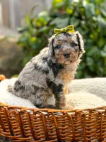 Topaz - Micro Multigen 15-20lbs, a female Miniature Bernedoodle for sale in Pittsburgh, PA – 5 of 5