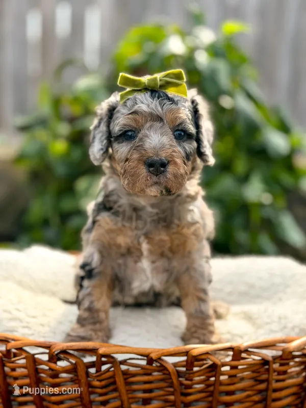 Topaz - Micro Multigen 15-20lbs – Miniature Bernedoodle puppy for sale in Pittsburgh, PA