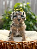 Topaz - Micro Multigen 15-20lbs, a female Miniature Bernedoodle for sale in Pittsburgh, PA – 1 of 5