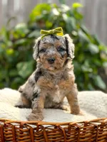 Topaz - Micro Multigen 15-20lbs, a female Miniature Bernedoodle for sale in Pittsburgh, PA – 4 of 5