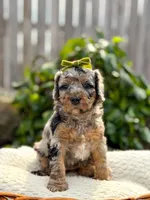 Topaz - Micro Multigen 15-20lbs, a female Miniature Bernedoodle for sale in Pittsburgh, PA – 2 of 5