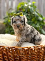 Topaz - Micro Multigen 15-20lbs, a female Miniature Bernedoodle for sale in Pittsburgh, PA – 3 of 5