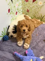 Vira1, a female Cockapoo for sale in Searchlight, NV – 1 of 4