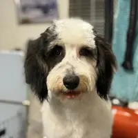 Misty#1, a female Cockapoo for sale in Searchlight, NV – Photo 2 of 8