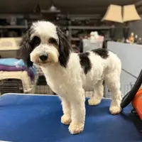 Misty#1, a female Cockapoo for sale in Searchlight, NV – Photo 4 of 8