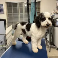 Misty#1, a female Cockapoo for sale in Searchlight, NV – Photo 5 of 8