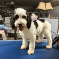 Misty#1, a female Cockapoo for sale in Searchlight, NV – Photo 3 of 8