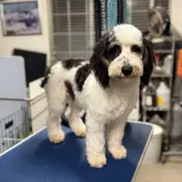 Misty#1, a female Cockapoo for sale in Searchlight, NV – Photo 6 of 8