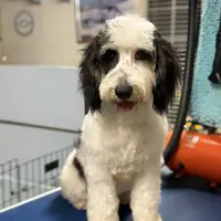 Misty#1, a female Cockapoo for sale in Searchlight, NV – Photo 7 of 8