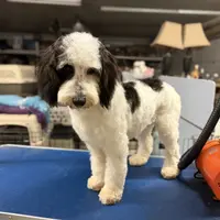Misty#1, a female Cockapoo for sale in Searchlight, NV – Photo 8 of 8