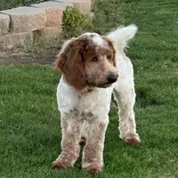 Cody, a male Cockapoo for sale in Searchlight, NV – Photo 1 of 3