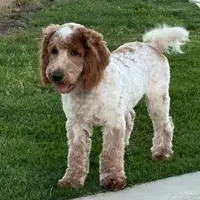 Cody, a male Cockapoo for sale in Searchlight, NV – Photo 2 of 3