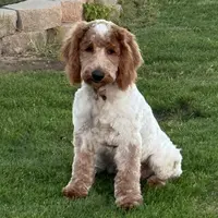 Cody, a male Cockapoo for sale in Searchlight, NV – Photo 3 of 3