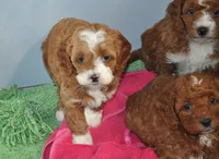 processed/b14df80e-6e86-4cba-ac59-4e486025d939/listing/18a59e87-f4a3-4b5a-aad0-0d70ecfa5ebd/121dcf76-c9f7-4a84-8b97-ac32d70a0169