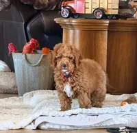 Roo#4, a male Cockapoo for sale in Searchlight, NV – Photo 5 of 7