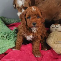 Roo#4, a male Cockapoo for sale in Searchlight, NV – Photo 7 of 7