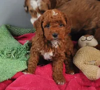 processed/b14df80e-6e86-4cba-ac59-4e486025d939/listing/18a59e87-f4a3-4b5a-aad0-0d70ecfa5ebd/c380baa9-121d-474f-84a8-ad953dbcaa22