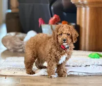 Roo#4, a male Cockapoo for sale in Searchlight, NV – Photo 3 of 7