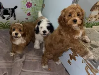 Vira1, a female Cockapoo for sale in Searchlight, NV – 4 of 4