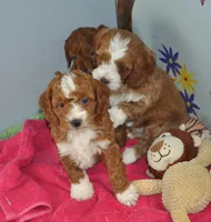 processed/b14df80e-6e86-4cba-ac59-4e486025d939/listing/5a48639e-d584-4fed-ba08-9d8ea67054e7/22cbb594-9ec0-4efe-a124-100fd4e2a319