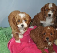 processed/b14df80e-6e86-4cba-ac59-4e486025d939/listing/5a48639e-d584-4fed-ba08-9d8ea67054e7/b2b3267f-29b1-427d-bece-b1682f628d62