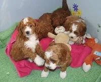 processed/b14df80e-6e86-4cba-ac59-4e486025d939/listing/5a48639e-d584-4fed-ba08-9d8ea67054e7/d44eba80-511d-4205-bb24-4e190cab0a89