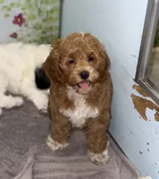Vira1, a female Cockapoo for sale in Searchlight, NV – 2 of 4