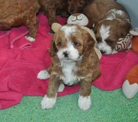 processed/b14df80e-6e86-4cba-ac59-4e486025d939/listing/ab6a2963-9ec8-44bc-9df0-b116b28559d3/639b7222-a60a-4922-93bc-e9e4f83c031a