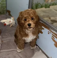 Vira1, a female Cockapoo for sale in Searchlight, NV – 3 of 4