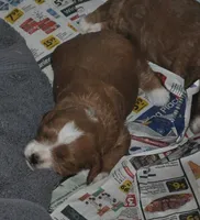 processed/b14df80e-6e86-4cba-ac59-4e486025d939/listing/cf4d0610-cbfc-4cf7-80cf-5051e7497d29/061ec3f9-67b5-4ab3-9fdc-4f3e75108845