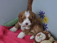 processed/b14df80e-6e86-4cba-ac59-4e486025d939/listing/cf4d0610-cbfc-4cf7-80cf-5051e7497d29/a1bbb431-ac3a-4c27-9283-8ca88197a442