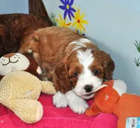 processed/b14df80e-6e86-4cba-ac59-4e486025d939/listing/cf4d0610-cbfc-4cf7-80cf-5051e7497d29/eb1dfd6b-9089-449e-9ef3-48f4e67478ec