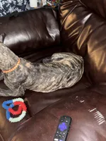 Chevy, a female Great Dane for sale in Troy, NC – 4 of 4