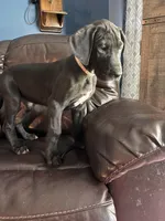 Precious, a female Great Dane for sale in Troy, NC – 2 of 5