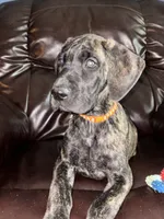 Chevy, a female Great Dane for sale in Troy, NC – 3 of 4