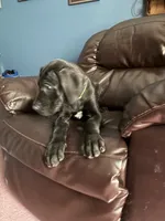 Yoda, a female Great Dane for sale in Troy, NC – 4 of 4