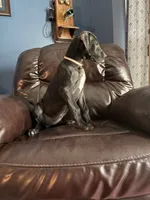 Precious, a female Great Dane for sale in Troy, NC – 4 of 5