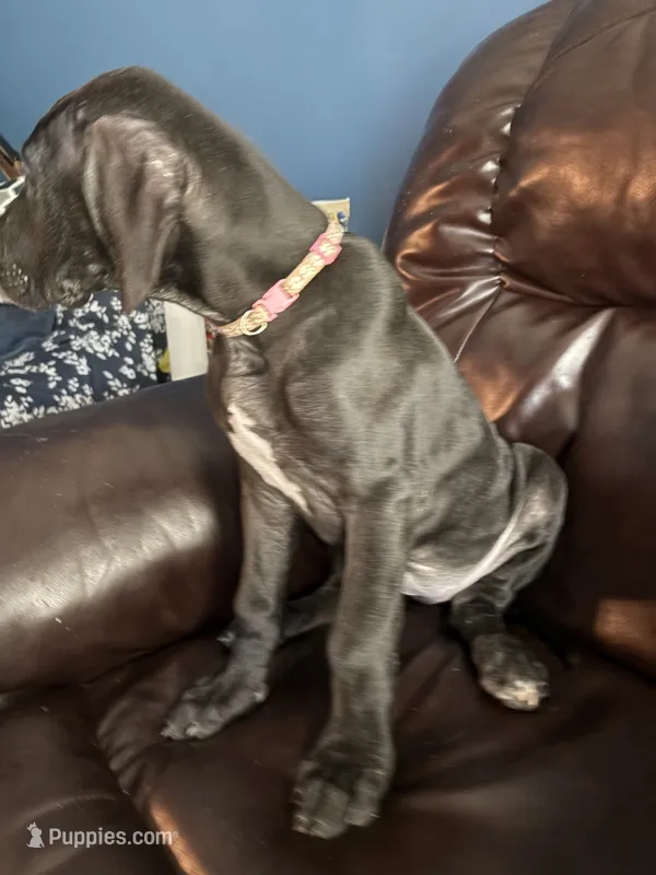 Precious – Great Dane puppy for sale in Troy, NC