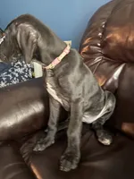Precious, a female Great Dane for sale in Troy, NC – 1 of 5