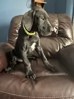 Yoda, a female Great Dane for sale in Troy, NC – 3 of 4