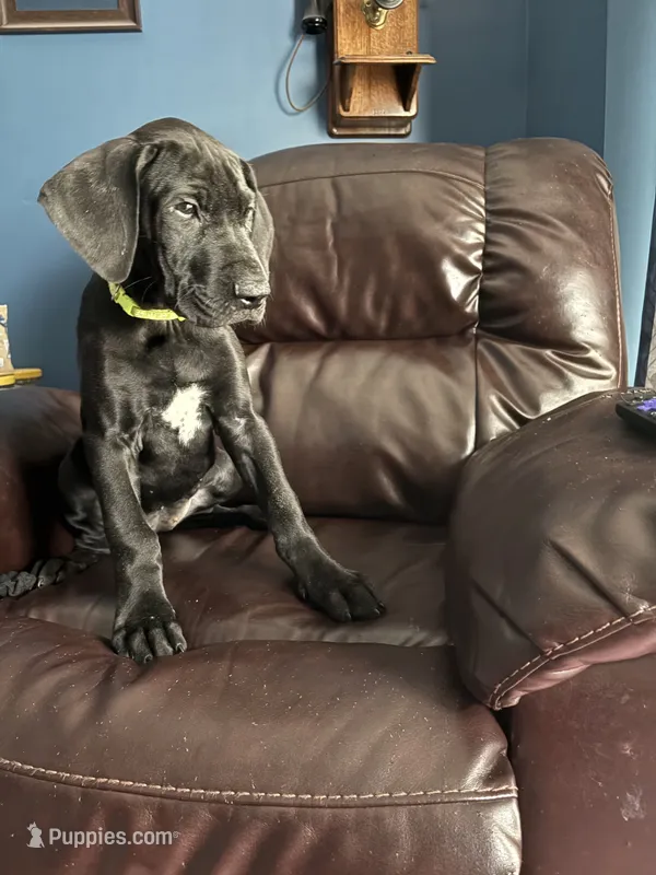 Yoda – Great Dane puppy for sale in Troy, NC